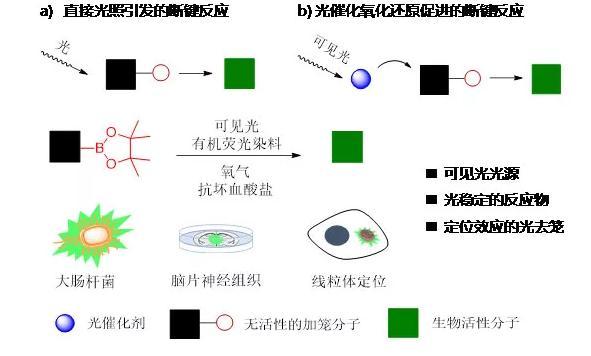 将常用于荧光成像的有机荧光分子作为生物相容的光催化剂