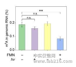 首次实现化学小分子对RNA表观遗传修饰的直接干预首次实现化学小分子对RNA表观遗传修饰的直接干预