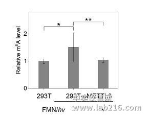 首次实现化学小分子对RNA表观遗传修饰的直接干预首次实现化学小分子对RNA表观遗传修饰的直接干预