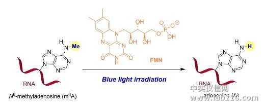 首次实现化学小分子对RNA表观遗传修饰的直接干预
