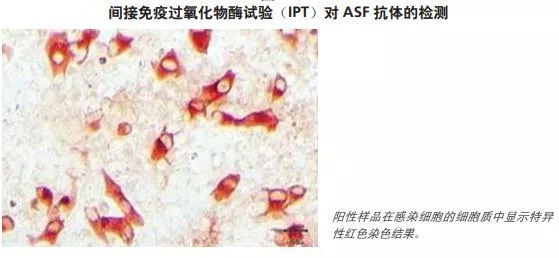 非洲猪瘟的实验室诊断