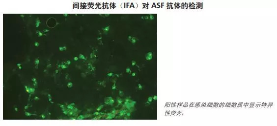 非洲猪瘟的实验室诊断