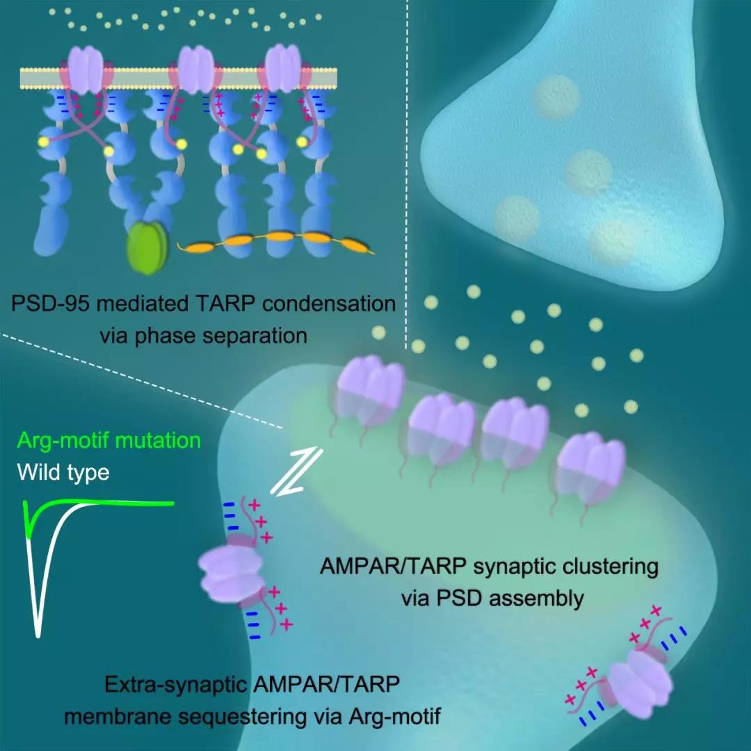 通过相变锚定及富集AMPA受体于神经细胞突触后致密区