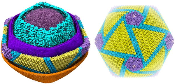 非洲猪瘟病毒整体结构（左：5层切面图；右：衣壳层整体结构）