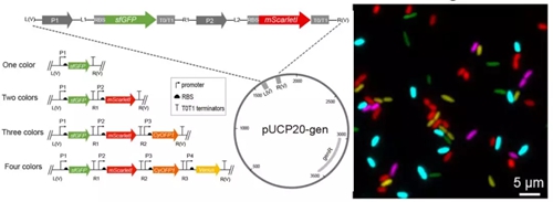 （左）1-4色荧光报告系统的质粒系统示意图，（右）串色校正后的五色荧光成像