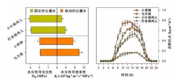 沙丘植被恢复不同阶段的优势固沙灌木水分传导(左)和水分利用(右)特征