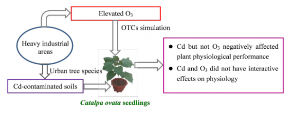 梓树对臭氧和土壤镉复合污染的生理响应研究示意图