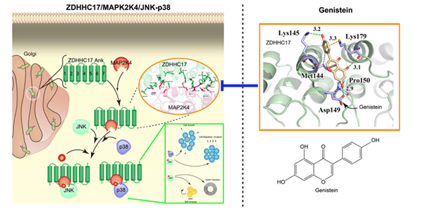 ZDHHC17与MAP2K4复合物激活JNKs、p38信号传递，导致胶质瘤恶性化发展。Genistein药物可以阻止该复合物的结合，抑制肿瘤生长