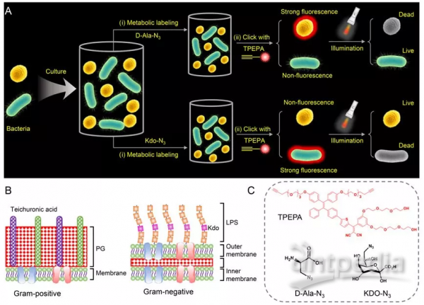 TPEPA鉴别并杀伤革兰氏阴性菌和阳性菌的机理示意图