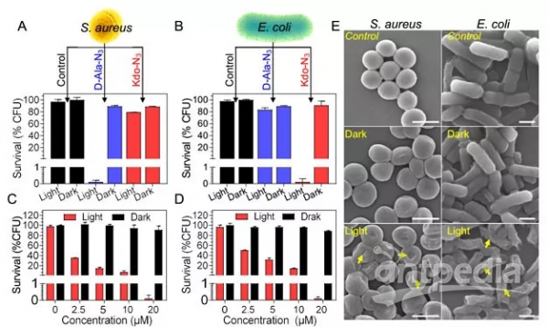 功能探针TPEPA对E. coli和S. aureus的光照杀菌研究