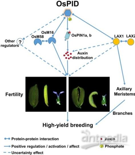 OsPID调控水稻花器官发育的分子机制模型