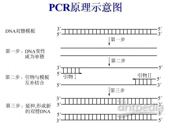 pcr技术中为什么3次循环才能得到目的基因?