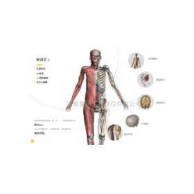 安徽耀坤3DBody解剖学仿真虚拟实验系统